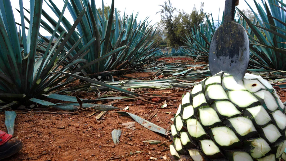 Campos de Agave